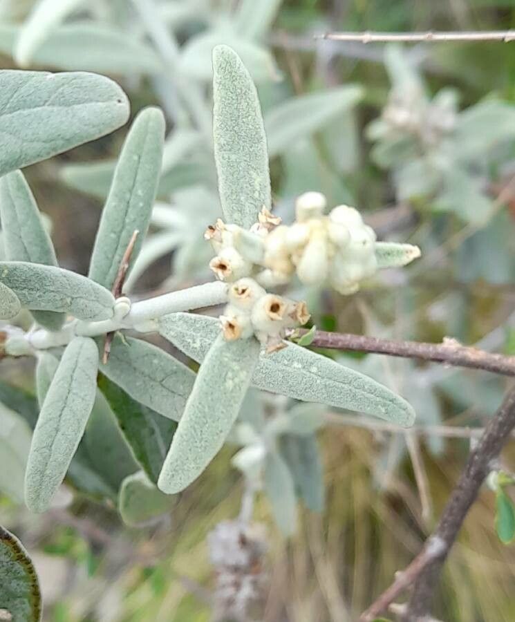 Buddleja cordobensis flower