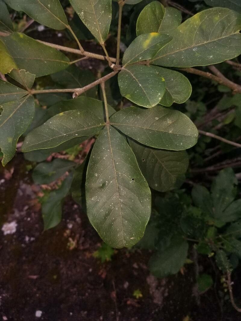 Esenbeckia berlandieri — related species from the same genus