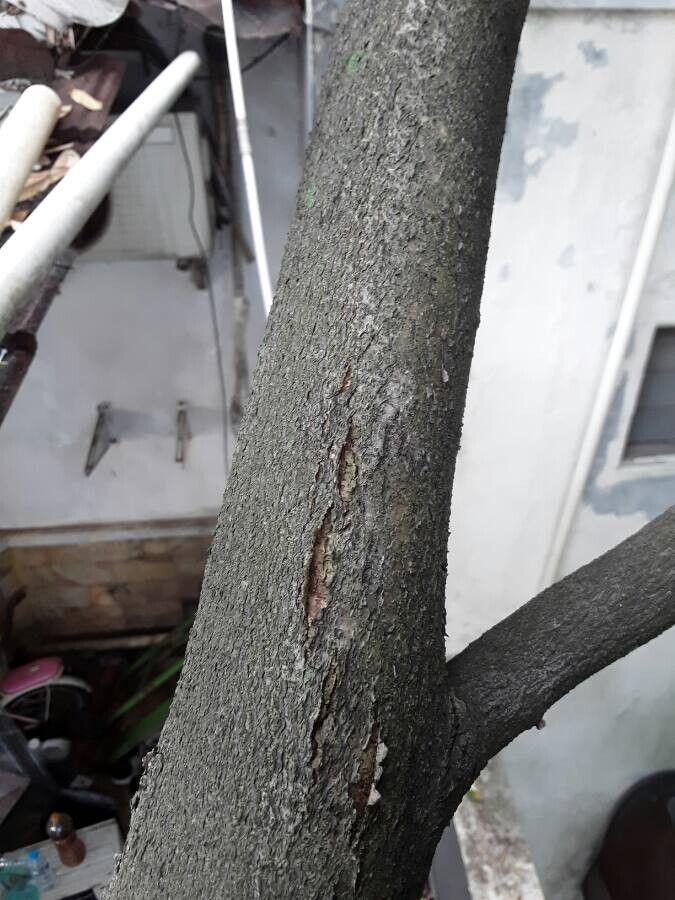 Durio zibethinus bark