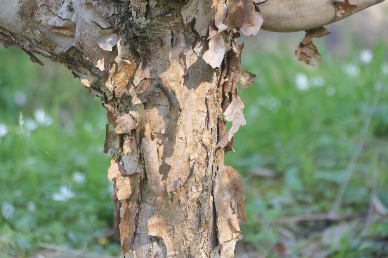 Corylus fargesii bark