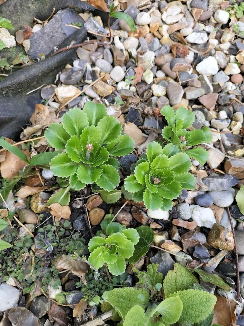 Saxifraga × urbium leaf