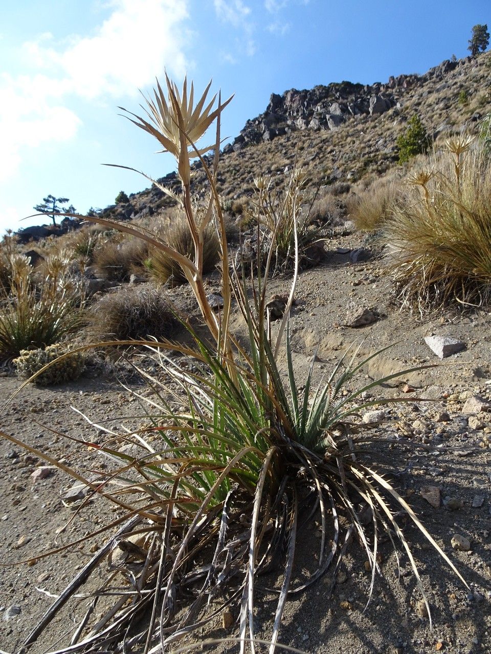 Eryngium proteiflorum habit