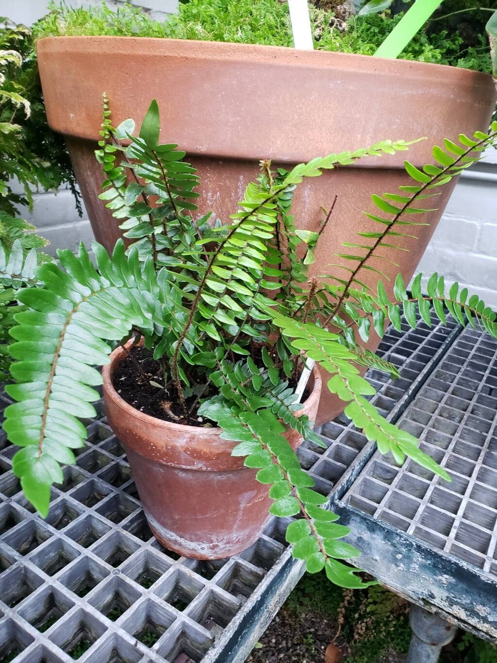 Hemionitis seticaulis habit