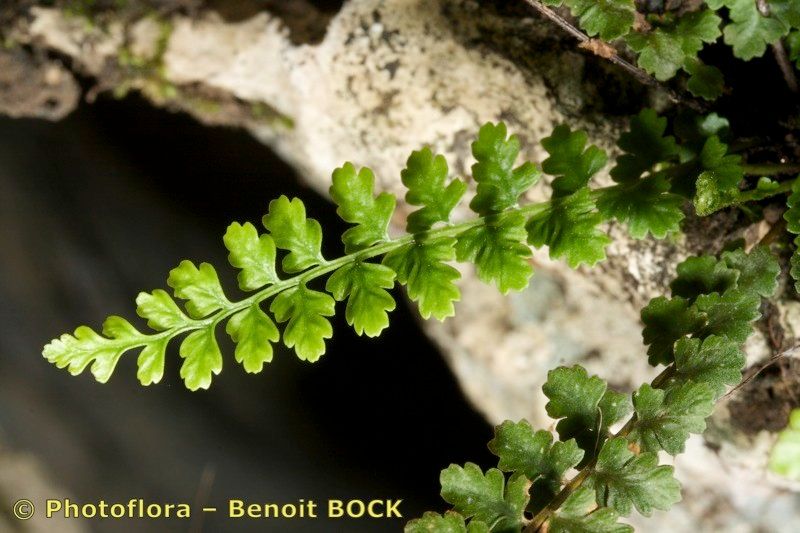 Asplenium majoricum leaf