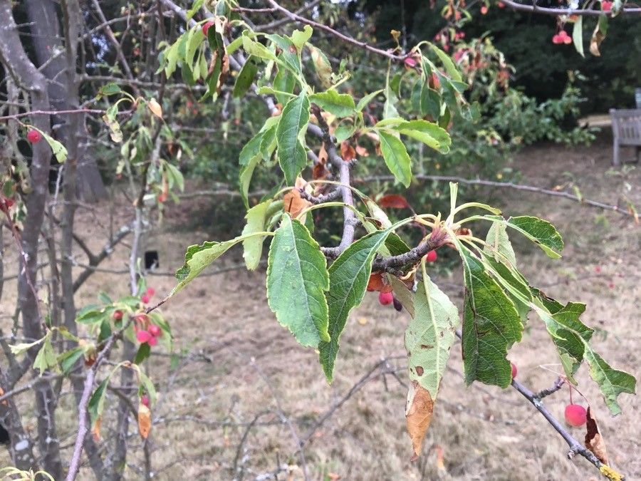 Malus toringoides — search result for 'Malus'