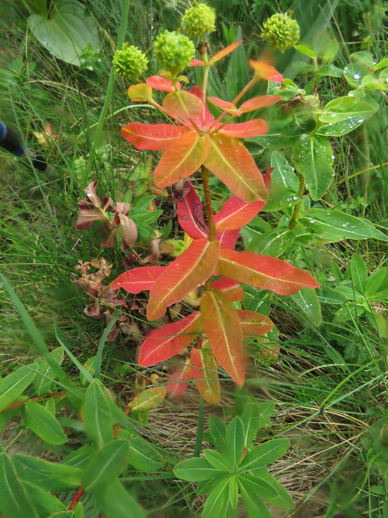 Euphorbia hyberna — search result for 'Euphorbia'