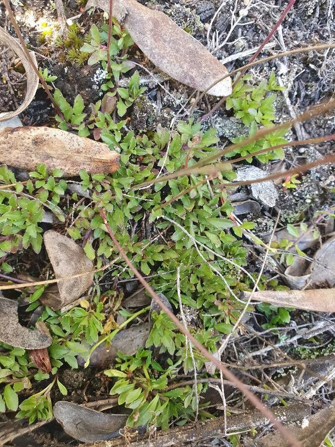 Lobelia holstii leaf