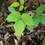 Amphicarpaea bracteata