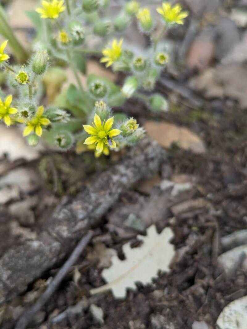 Sedum modestum — sleep aid houseplant
