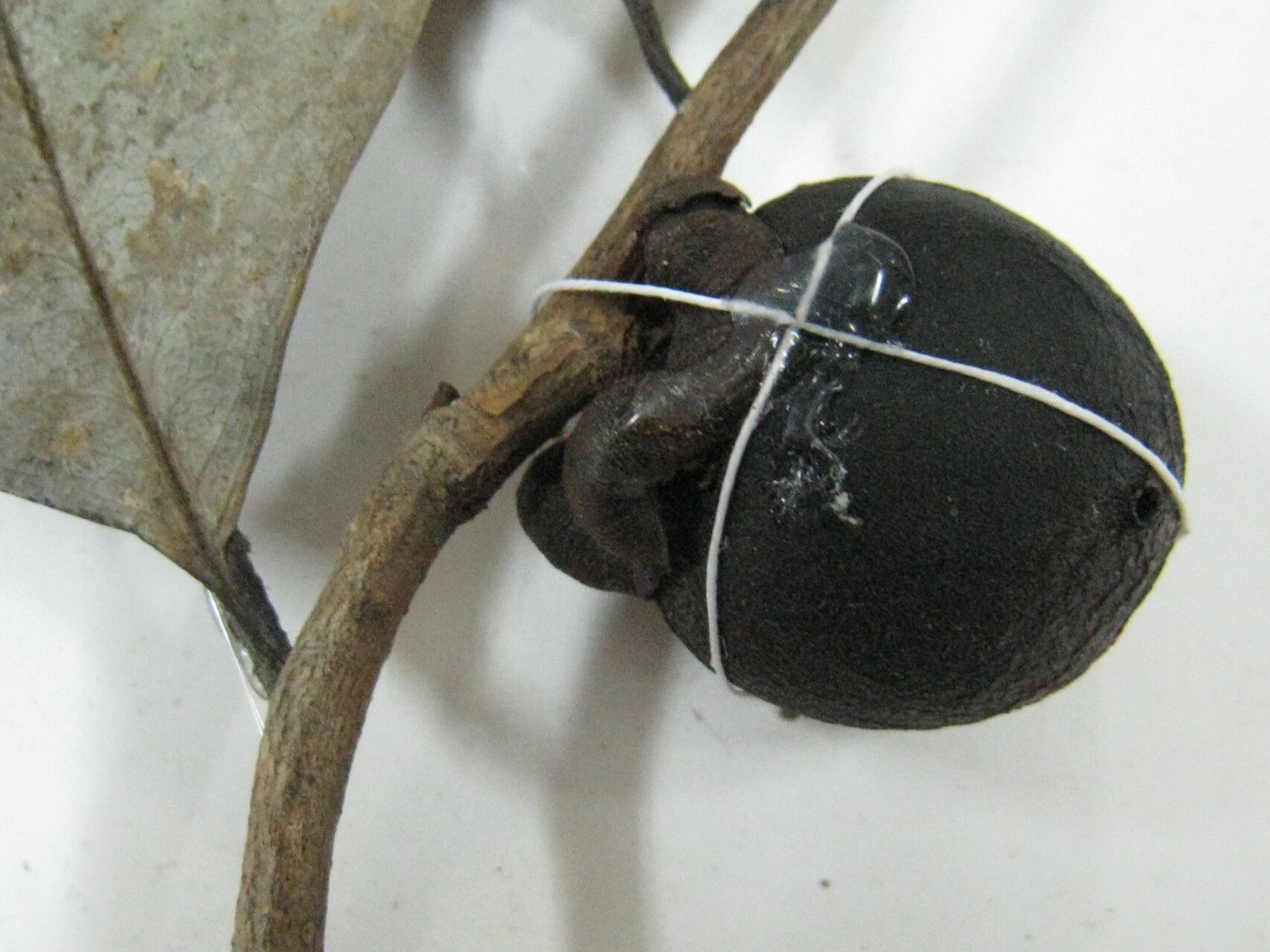 Diospyros tetrandra — houseplant care guide