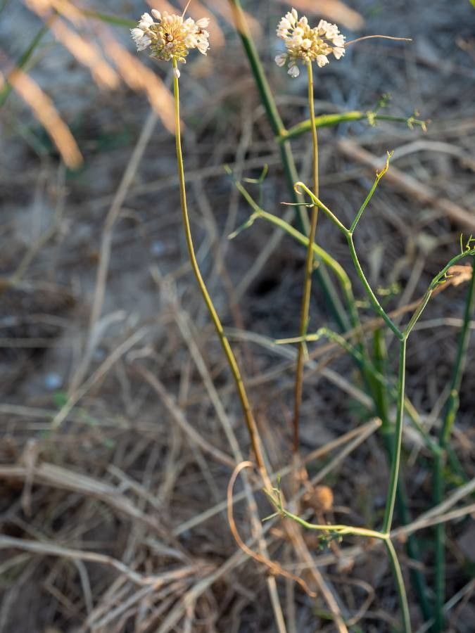 Allium pallens — search result for 'Algeria'