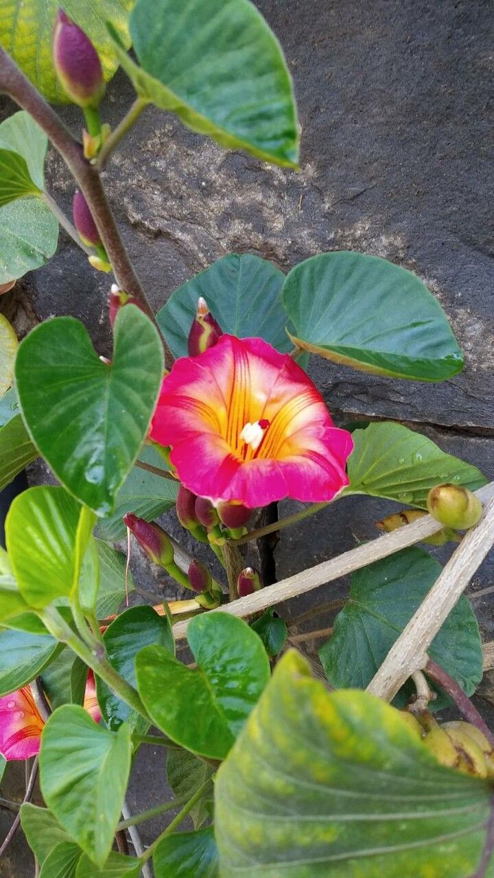 Stictocardia tiliifolia flower