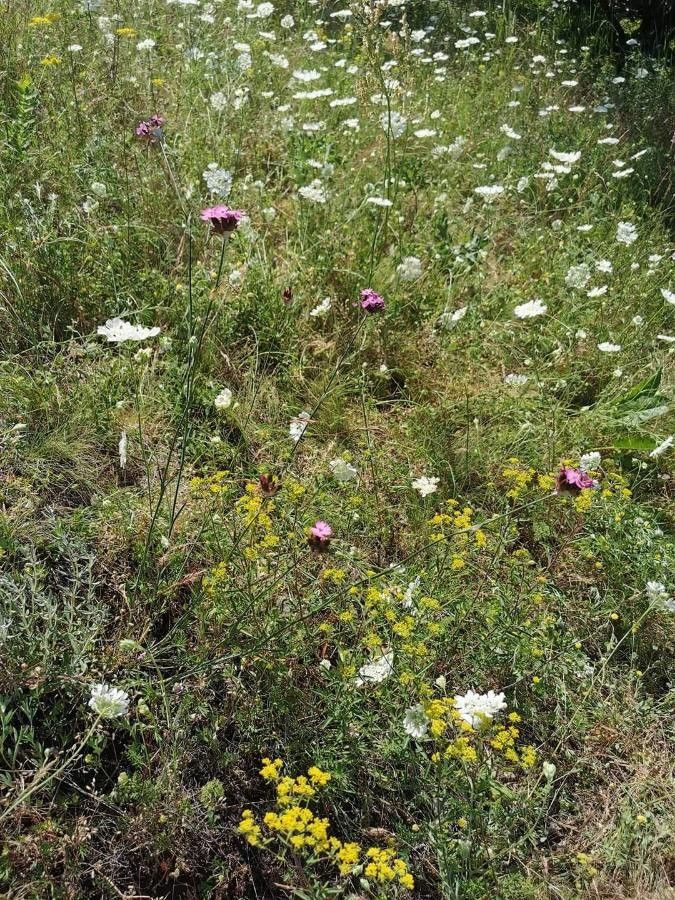 Dianthus andrzejowskianus habit
