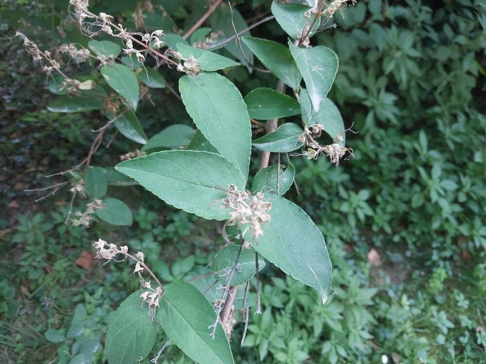 Deutzia × magnifica — search result for 'Deutzia'