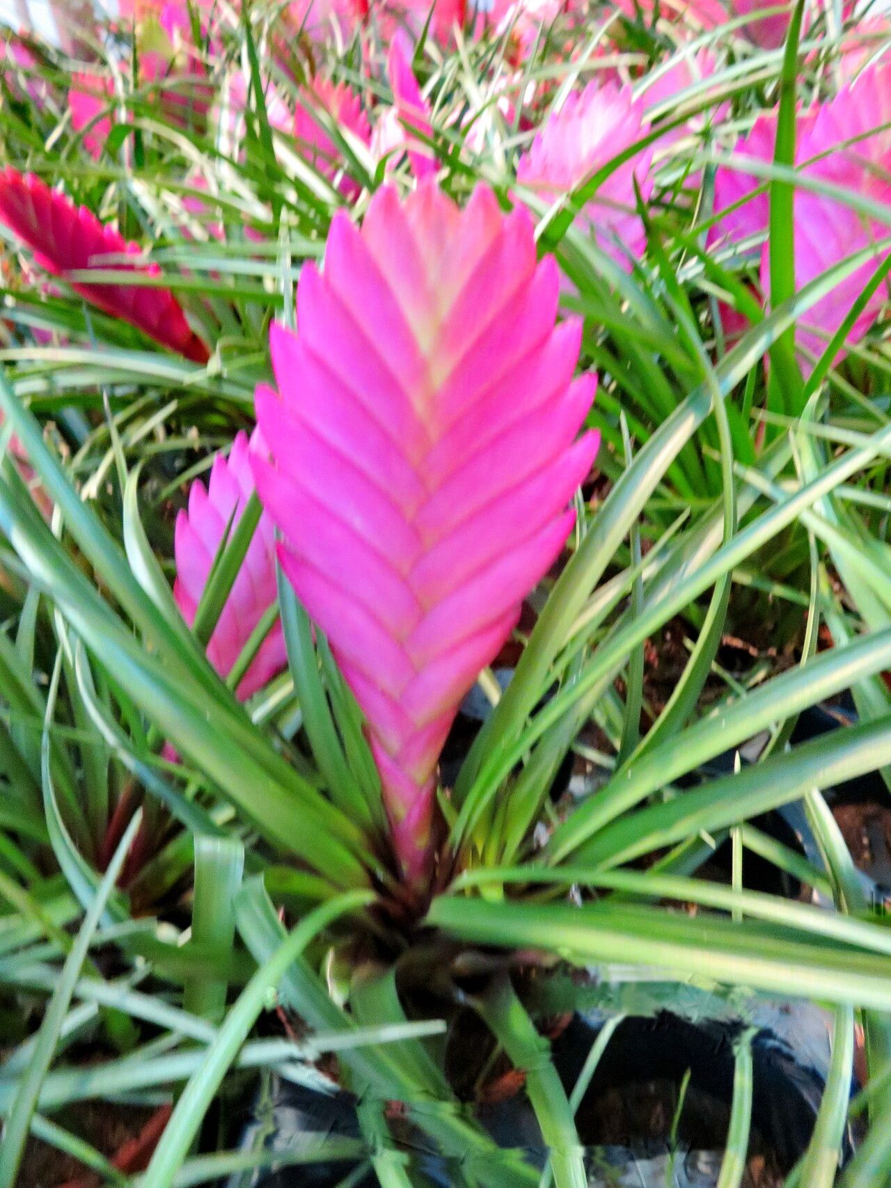 Tillandsia guatemalensis leaf