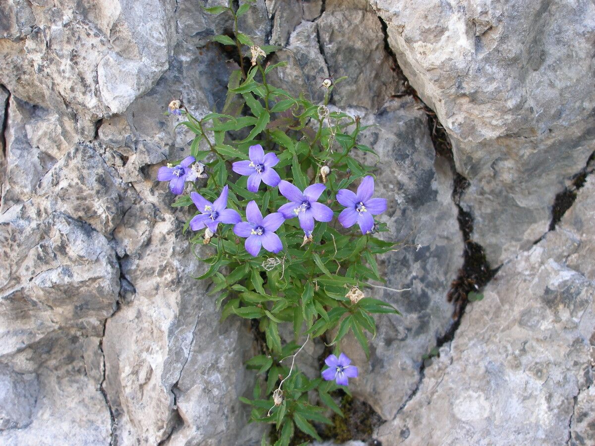 Campanula waldsteiniana — houseplant care guide