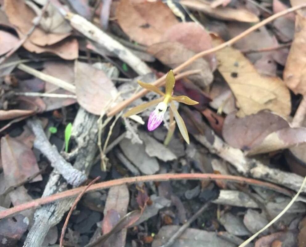 Nervilia adolphi — related species from the same genus