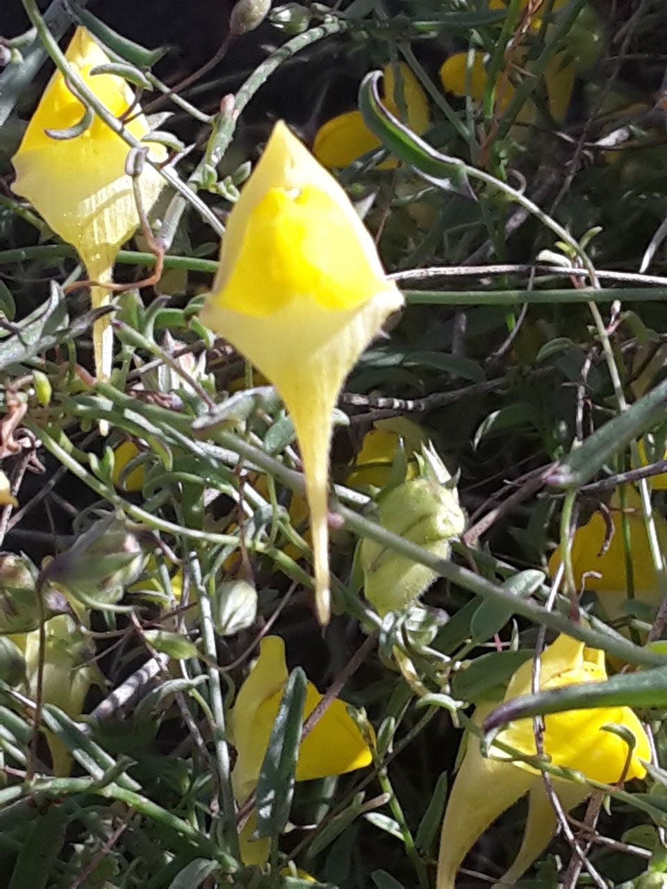 Kickxia sagittata flower
