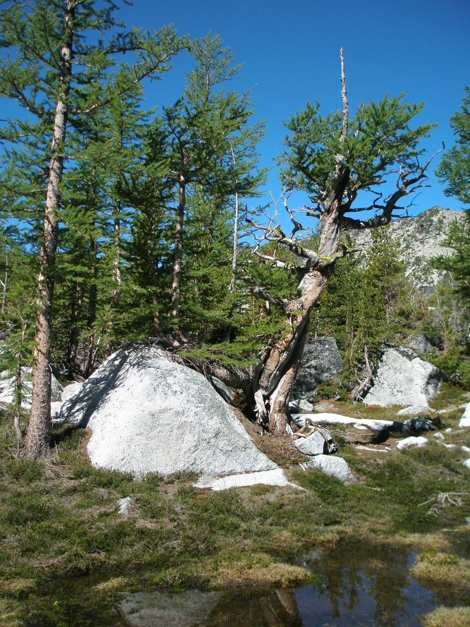 Larix lyallii habit