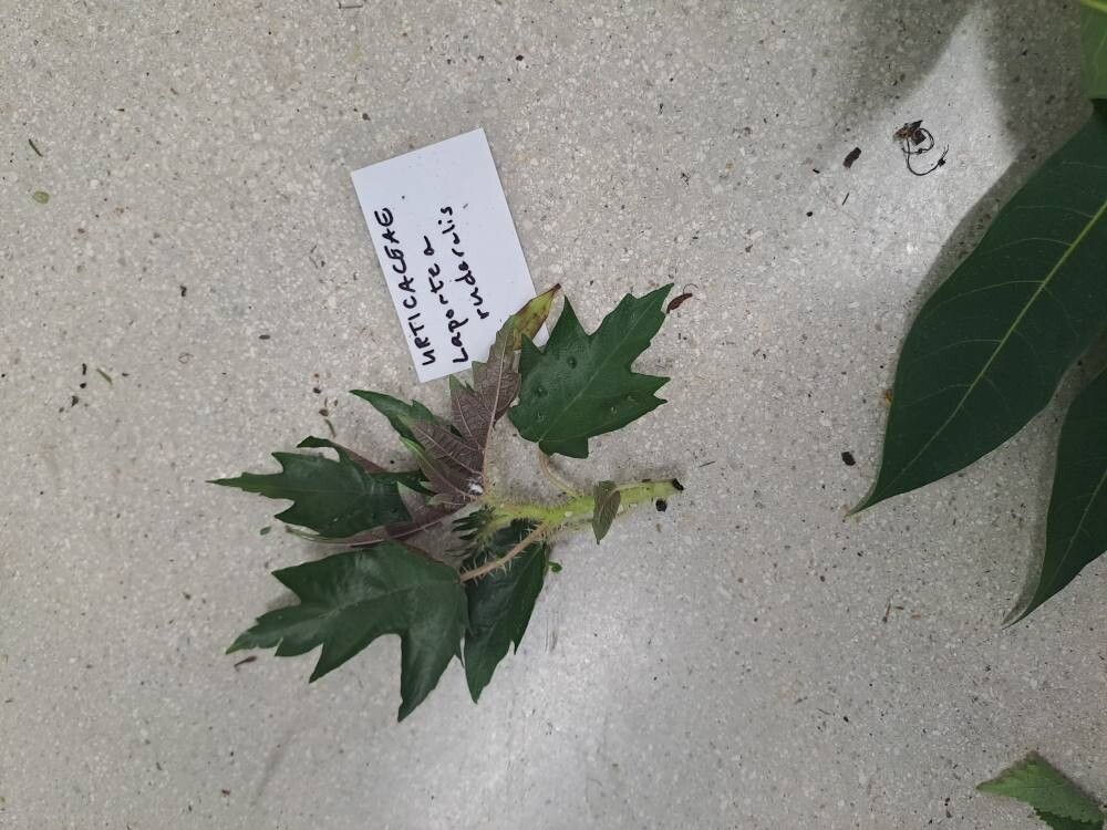 Laportea ruderalis — search result for 'Laportea'