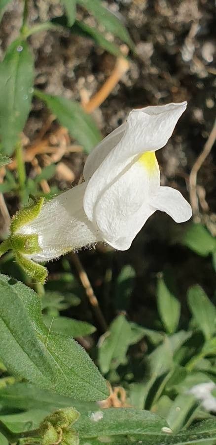 Antirrhinum graniticum flower