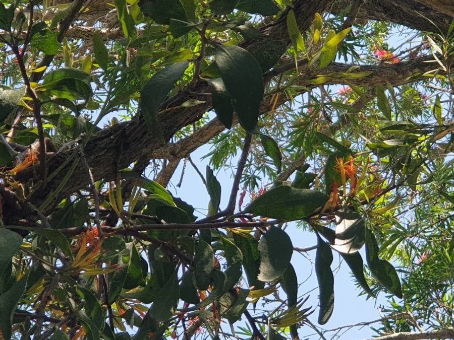 Dendrophthoe glabrescens — houseplant care guide