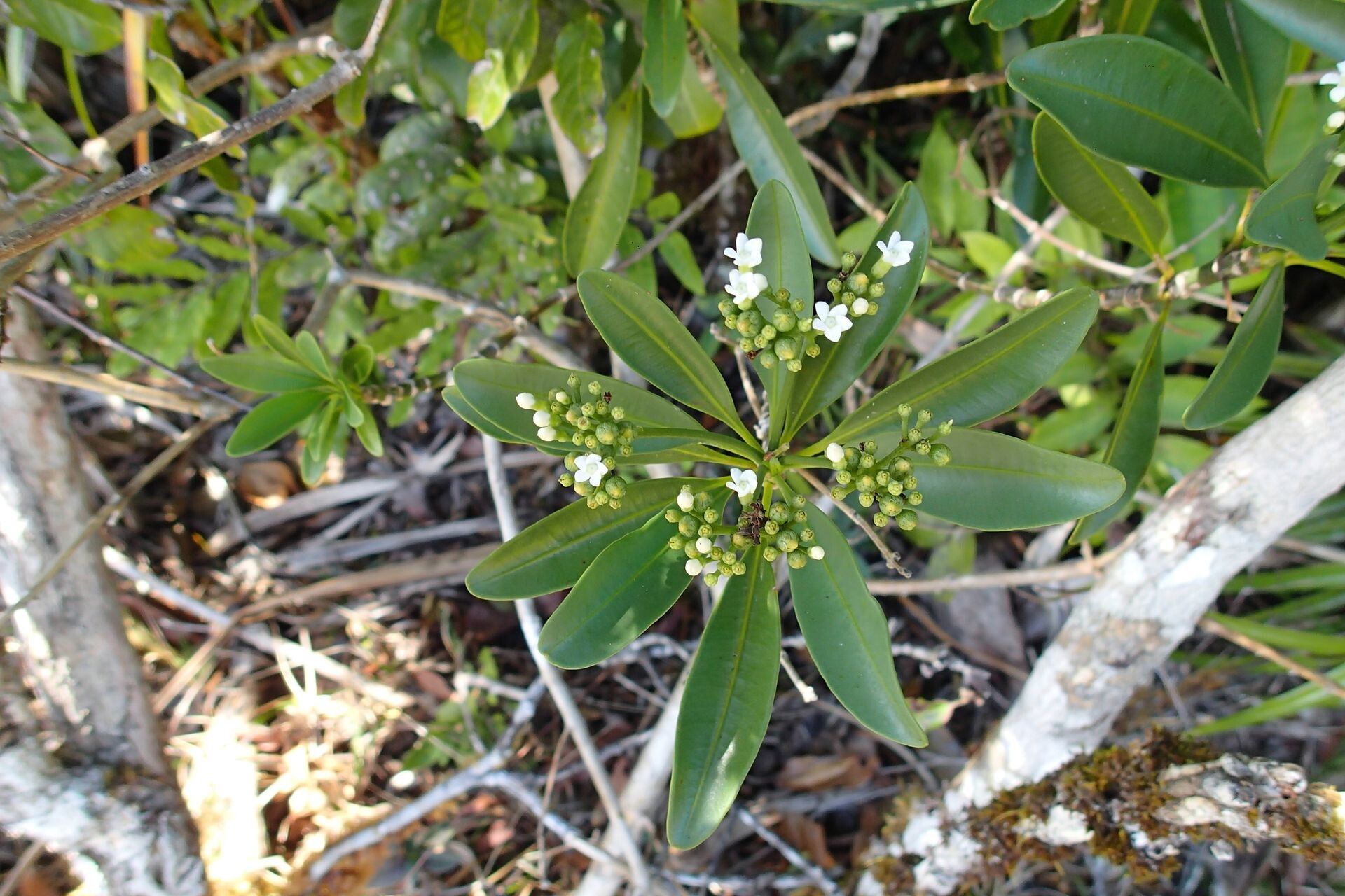 Ochrosia brevituba habit