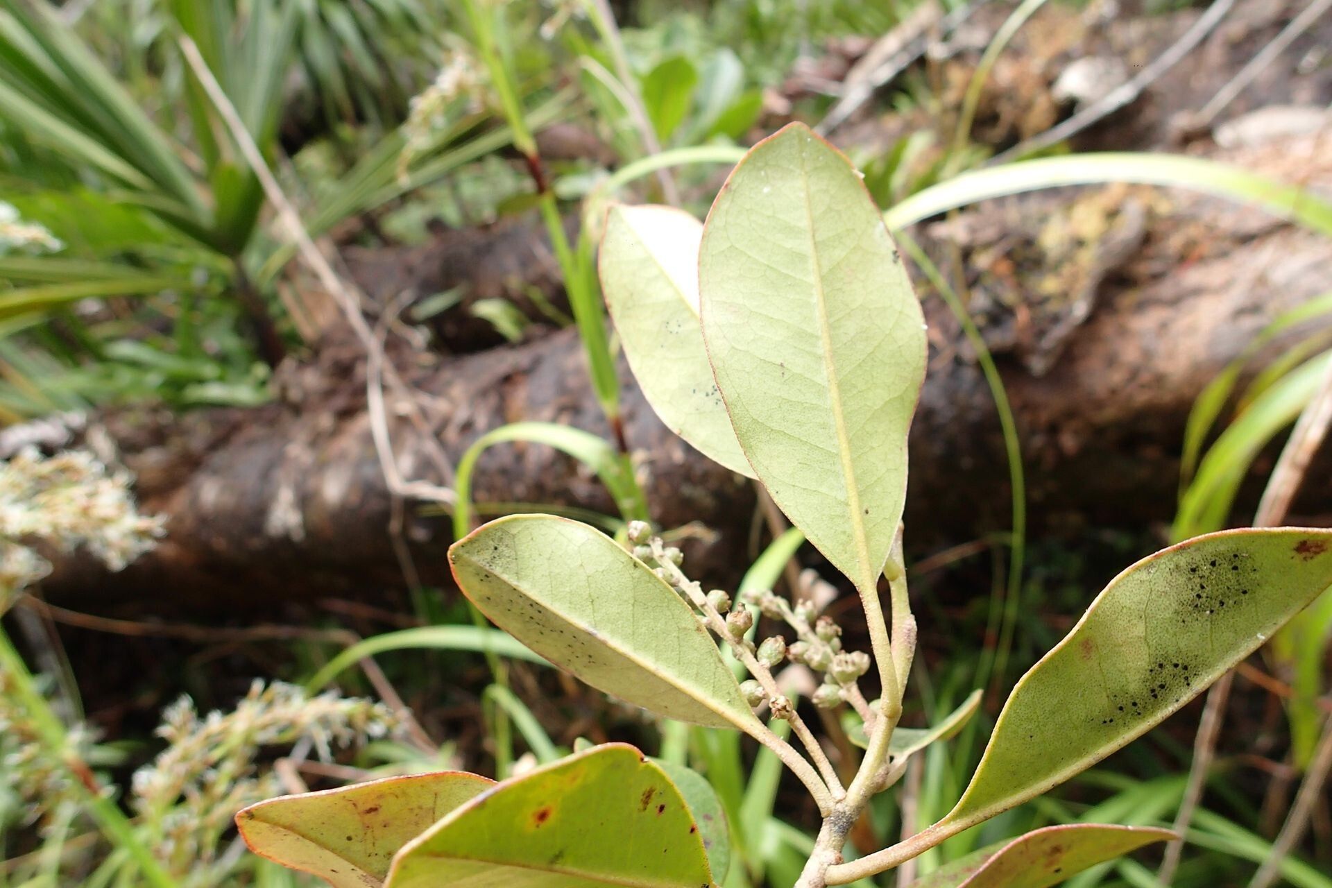 Quintinia sessiliflora habit