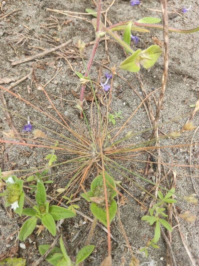 Bulbostylis barbata — search result for 'Cyperaceae'