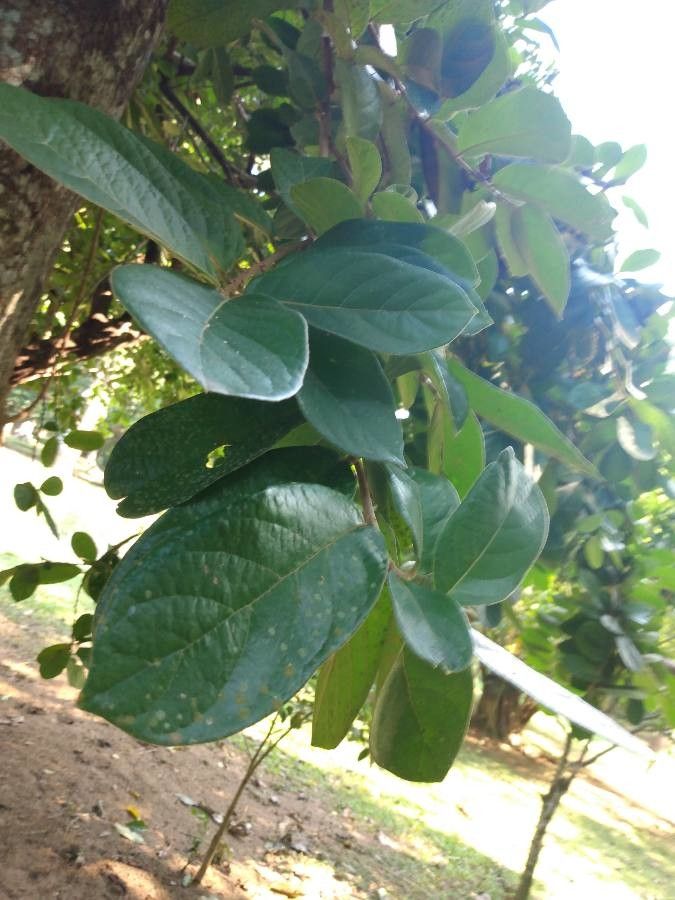 Antidesma venosum — search result for 'Phyllanthaceae'