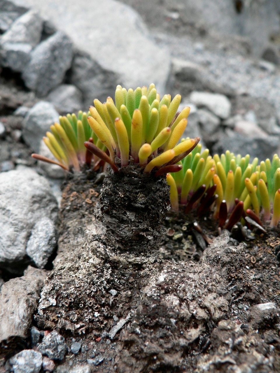 Xenophyllum rigidum bark
