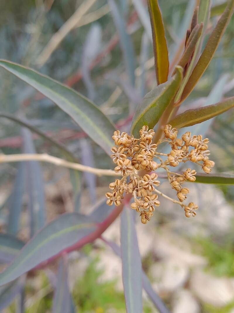 Haplophyllum canaliculatum fruit