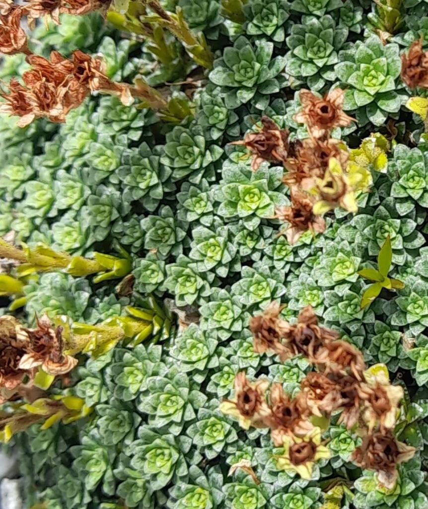 Saxifraga marginata — houseplant care guide