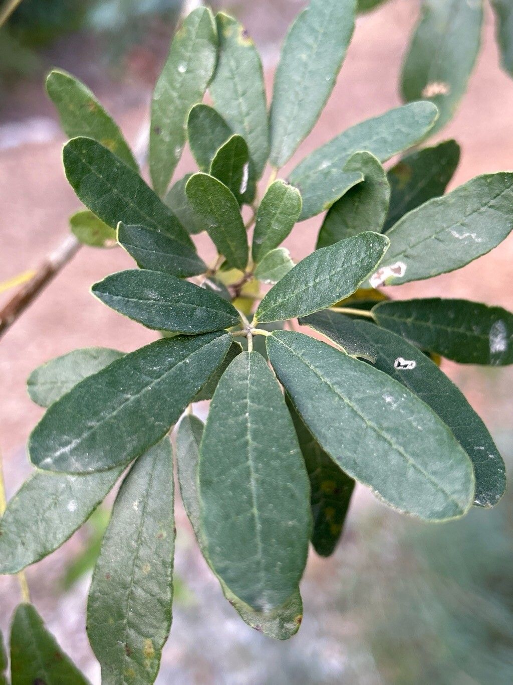 Tabebuia bahamensis — related species from the same genus