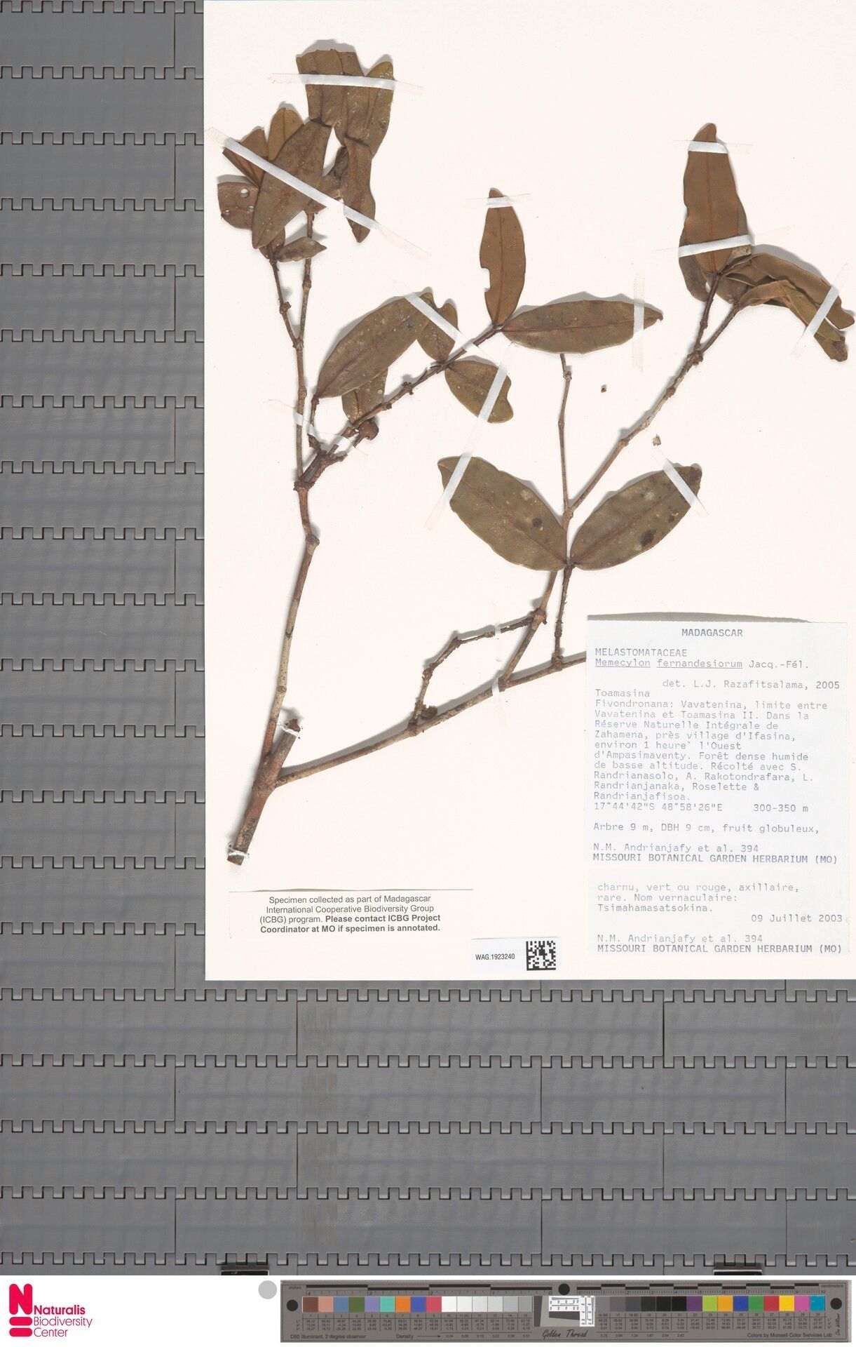 Memecylon fernandesiorum — houseplant care guide