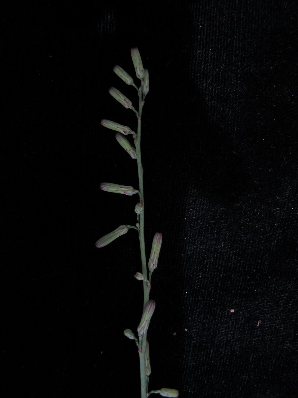 Launaea secunda habit