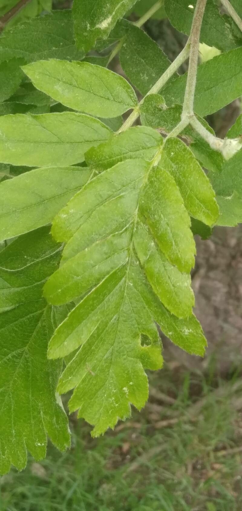 Hedlundia legrei — related species from the same genus