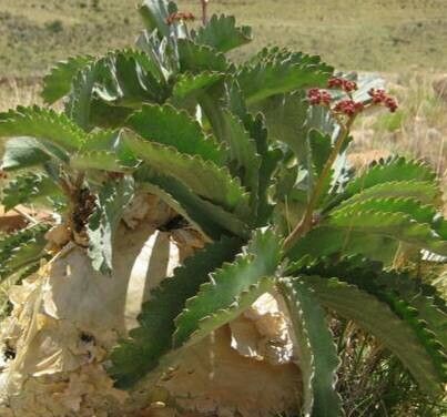 Cyphostemma seitzianum habit