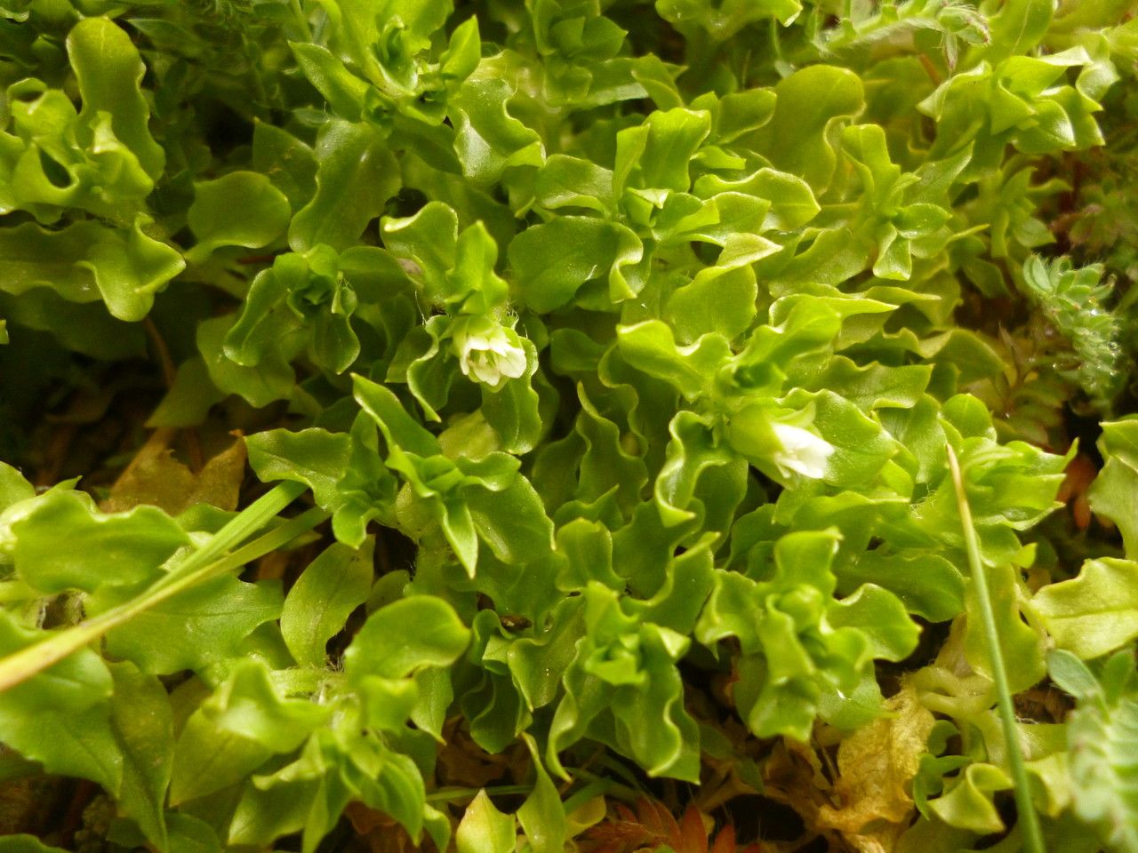 Stellaria weddellii habit