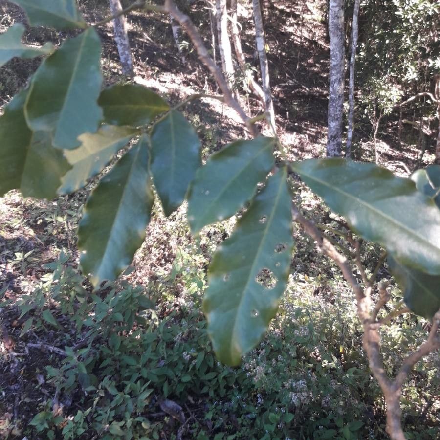 Archidendropsis streptocarpa — houseplant care guide