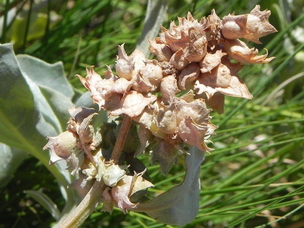 Atriplex jubata fruit