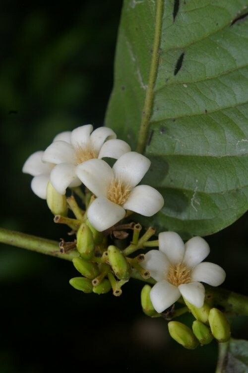 Diospyros poeppigiana flower