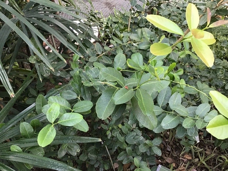 Atalantia buxifolia habit