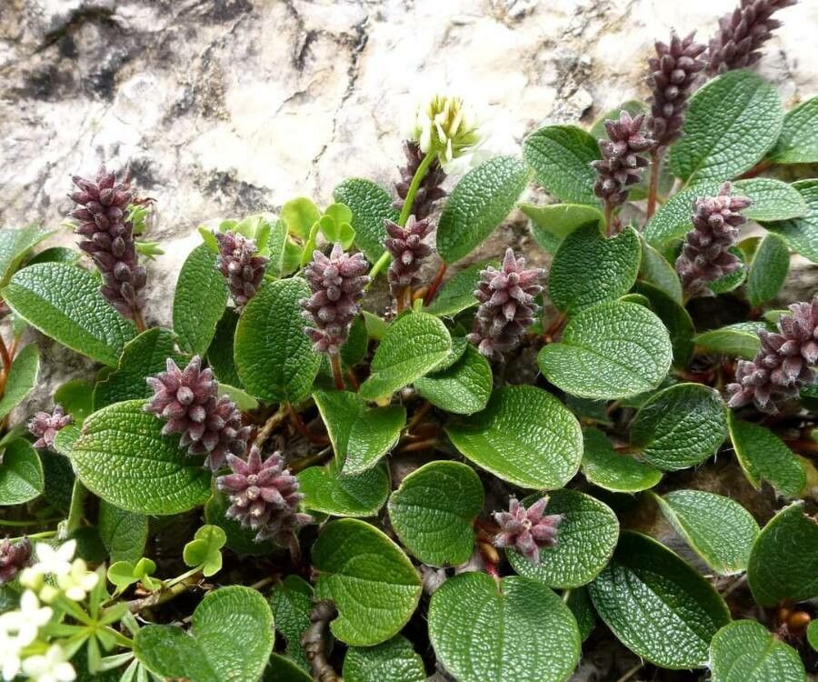 Salix reticulata flower