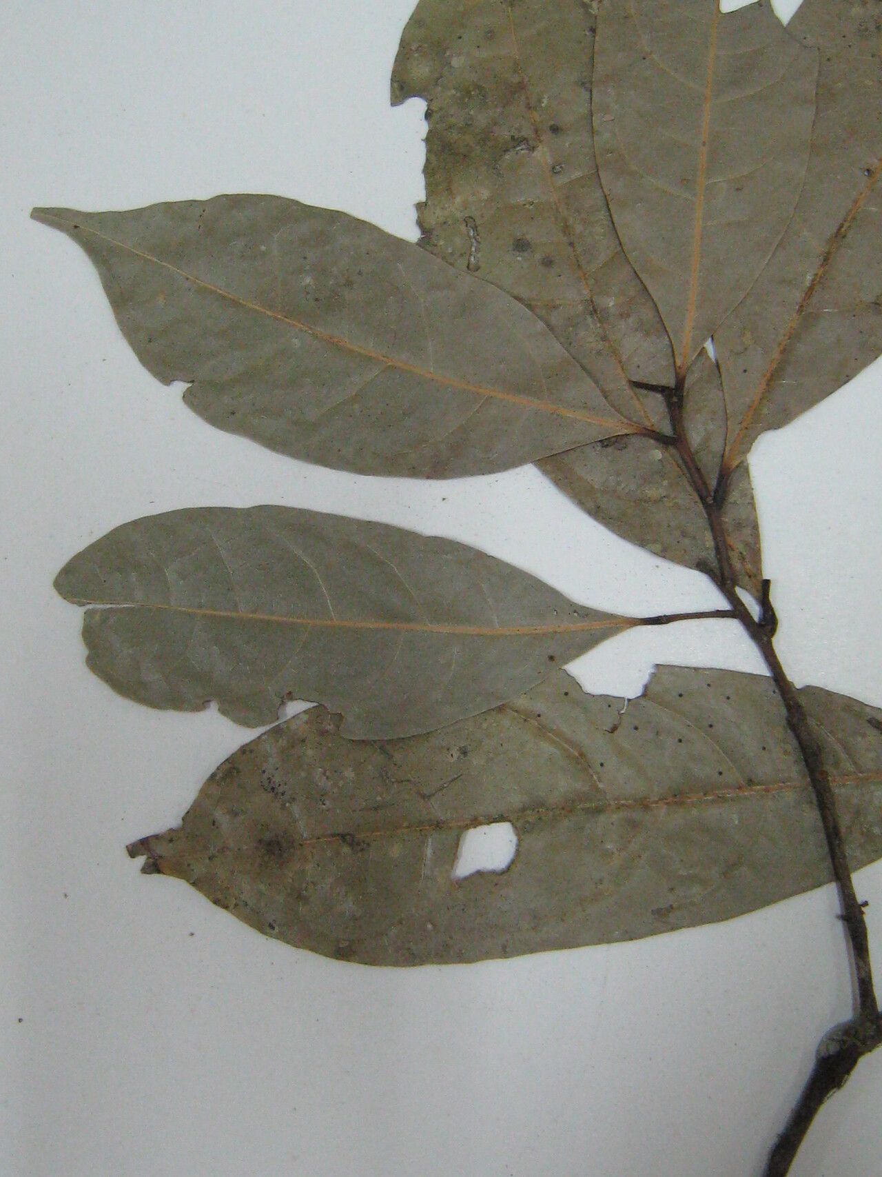 Ocotea diffusa — houseplant care guide