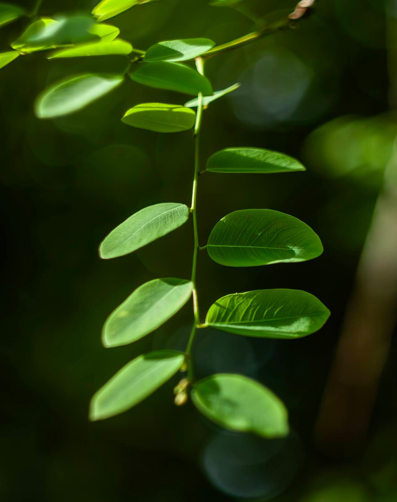 Synostemon glaucus leaf