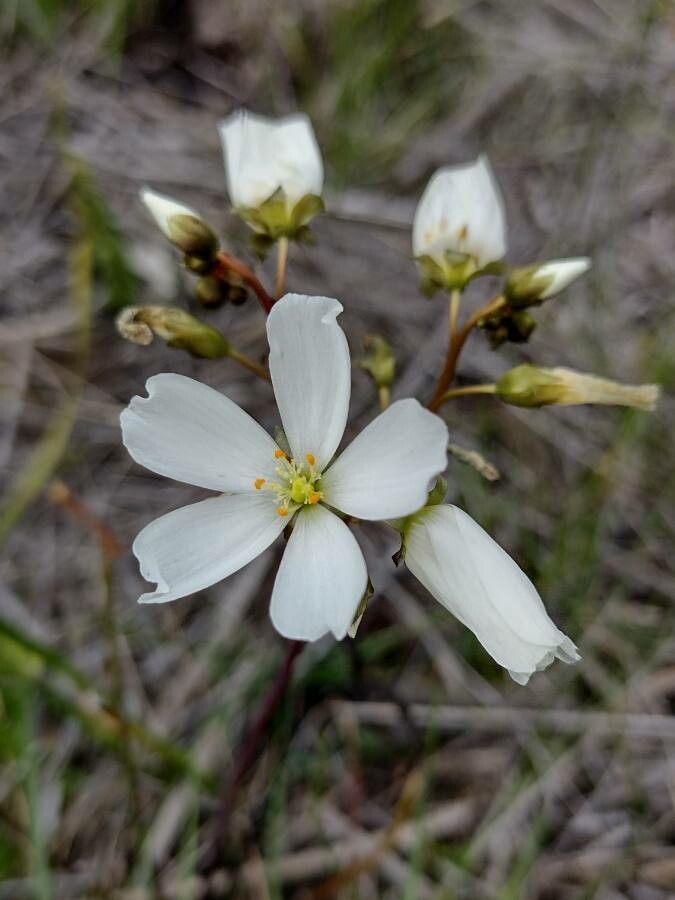 Drosera binata flower