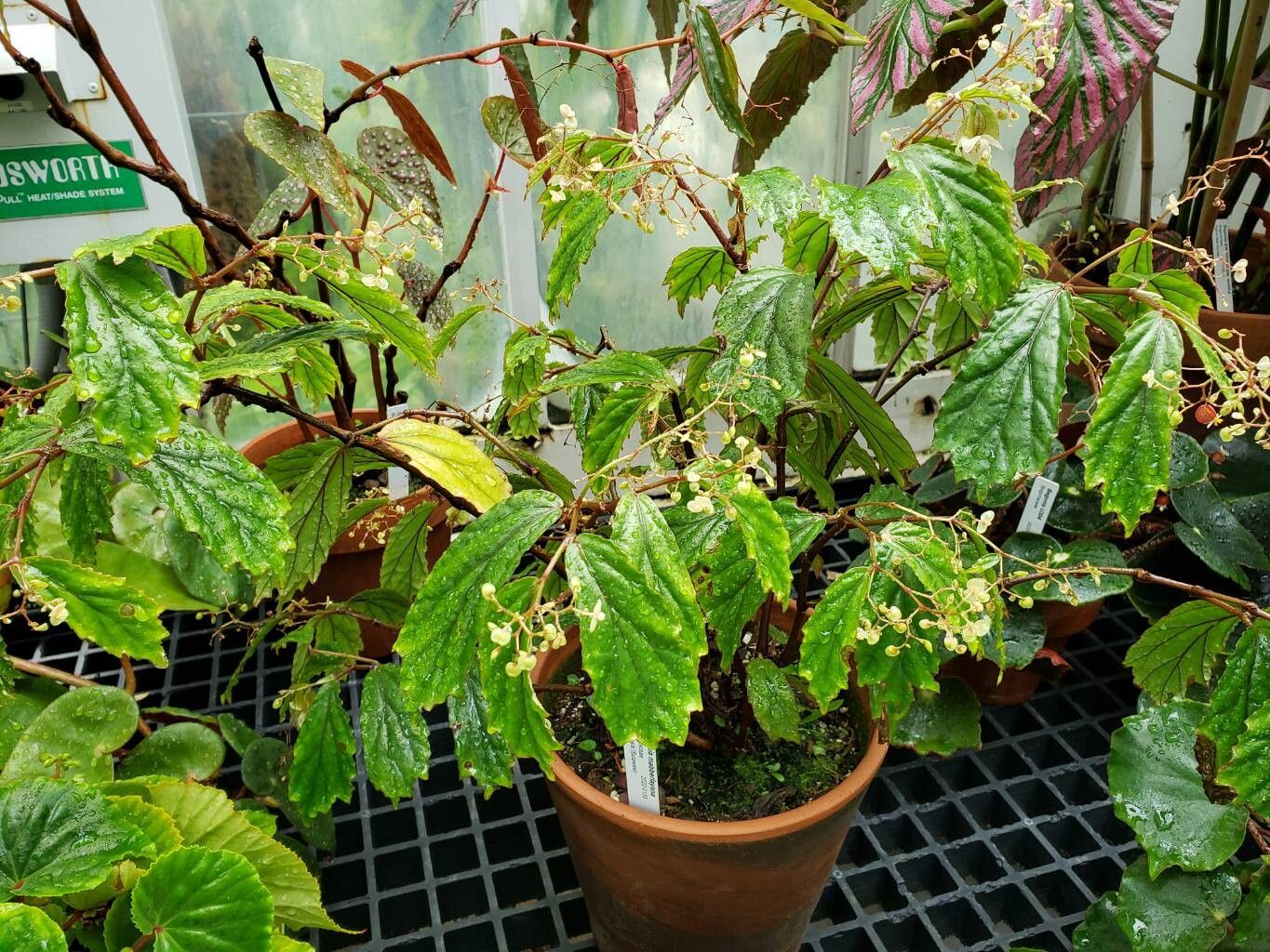 Begonia mabberleyana habit