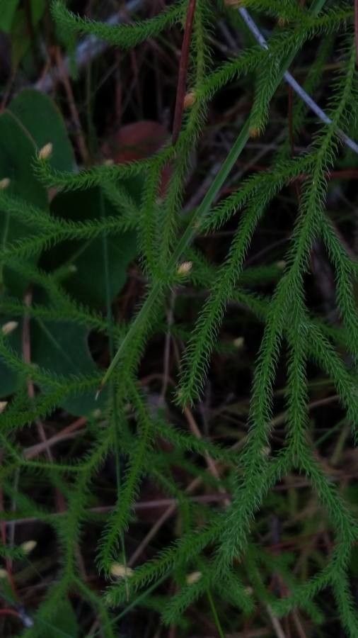 Lycopodiella appressa leaf