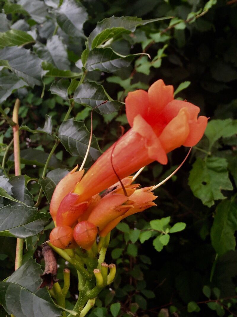 Campsis x tagliabuana flower